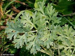 Image result for Artemisia absinthium