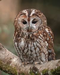 Attēlu rezultāti vaicājumam “Strix aluco female”