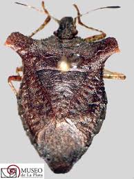 Attēlu rezultāti vaicājumam “Heteroptera”