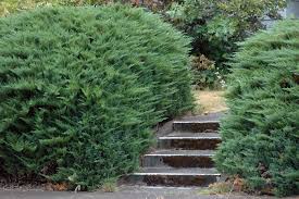 Attēlu rezultāti vaicājumam “Juniperus sabina”