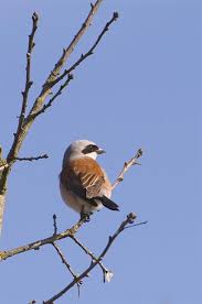 Attēlu rezultāti vaicājumam “Lanius collurio”