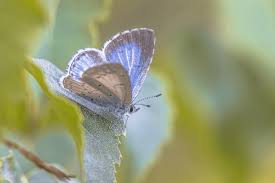 Attēlu rezultāti vaicājumam “Celastrina argiolus female”