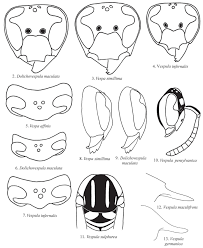 Attēlu rezultāti vaicājumam “Vespula germanica male”
