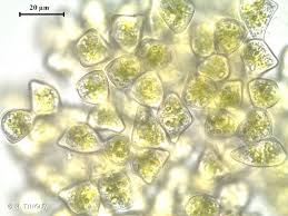 Attēlu rezultāti vaicājumam “Lophozia ascendens”