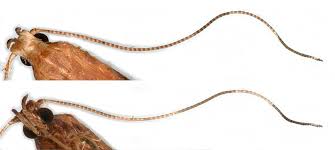 Attēlu rezultāti vaicājumam “Caloptilia hemidactylella”