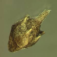 Attēlu rezultāti vaicājumam “Ambrosia artemisiifolia bud”