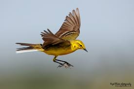 Attēlu rezultāti vaicājumam “Motacilla flava flava adult”