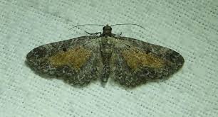 Attēlu rezultāti vaicājumam “Eupithecia icterata”