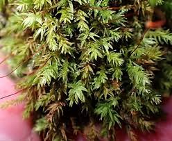 Attēlu rezultāti vaicājumam “Pohlia cruda”