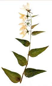 Image result for Campanula rapunculoides