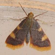 Attēlu rezultāti vaicājumam “Hypsopygia costalis”