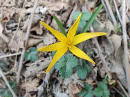 Attēlu rezultāti vaicājumam “Colchicum luteum flower”