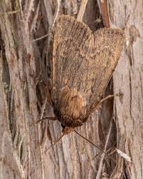 Attēlu rezultāti vaicājumam “Noctuidae”