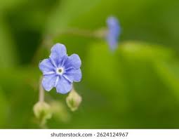 Attēlu rezultāti vaicājumam “Omphalodes verna flower”