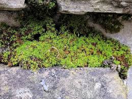 Attēlu rezultāti vaicājumam “Bryoerythrophyllum recurvirostrum”