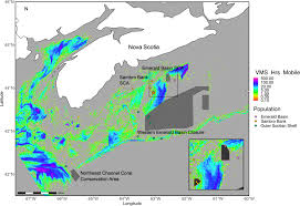 Image result for Vazella pourtalesii
