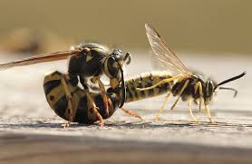 Attēlu rezultāti vaicājumam “Vespula germanica male”