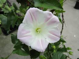 Attēlu rezultāti vaicājumam “Calystegia inflata flower”