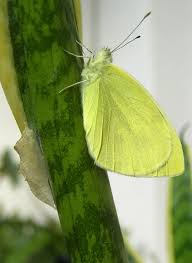 Attēlu rezultāti vaicājumam “Pieris rapae underside”