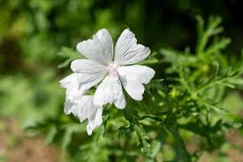 Attēlu rezultāti vaicājumam “Malva moschata alba flower”