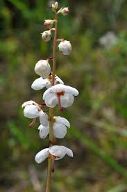 Attēlu rezultāti vaicājumam “Pyrola rotundifolia”