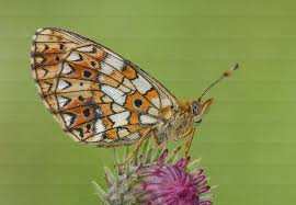 Attēlu rezultāti vaicājumam “Clossiana selene”