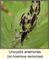 Attēlu rezultāti vaicājumam “Urocystis anemones”
