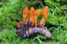 Attēlu rezultāti vaicājumam “Cordyceps”