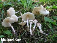 Attēlu rezultāti vaicājumam “Lepiota clypeolaria”