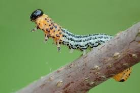 Attēlu rezultāti vaicājumam “Nematus salicis”