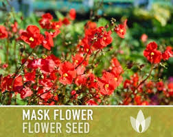 Image result for Alonsoa liniflora