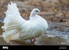 Attēlu rezultāti vaicājumam “Columba livia f. domestica adult”