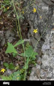 Attēlu rezultāti vaicājumam “Mycelis muralis”