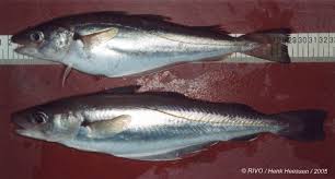 Image result for Merlangius merlangus