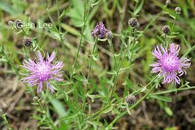 Attēlu rezultāti vaicājumam “Centaurea stoebe leaf”