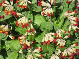 Attēlu rezultāti vaicājumam “Primula veris var. rubra flower”