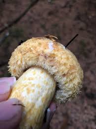 Attēlu rezultāti vaicājumam “Lactarius repraesentaneus”