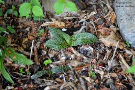 Attēlu rezultāti vaicājumam “Dactylorhiza maculata leaf”