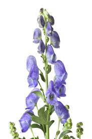 Attēlu rezultāti vaicājumam “Aconitum napellus bud”