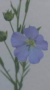 Attēlu rezultāti vaicājumam “Linum usitatissimum flower”