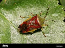 Attēlu rezultāti vaicājumam “Elasmostethus interstinctus”