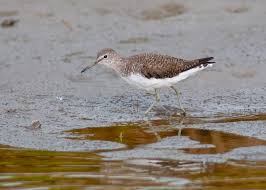 Attēlu rezultāti vaicājumam “Tringa ochropus”