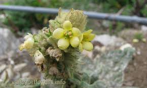Attēlu rezultāti vaicājumam “Verbascum thapsus bud”