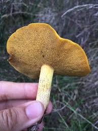 Attēlu rezultāti vaicājumam “Suillus granulatus”