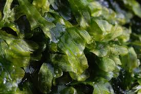 Attēlu rezultāti vaicājumam “Metzgeria furcata”