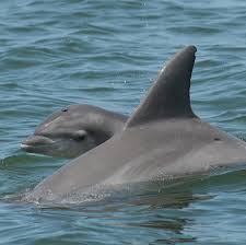 Afbeeldingsresultaat voor dolfijnen
