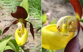 Attēlu rezultāti vaicājumam “Cypripedium calceolus flower”
