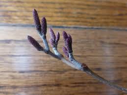 Attēlu rezultāti vaicājumam “Alnus glutinosa bud”