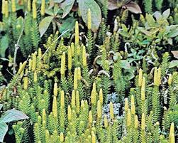 Attēlu rezultāti vaicājumam “Lycopodiaceae”