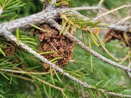 Attēlu rezultāti vaicājumam “Badhamia capsulifera var. arborea sessile”